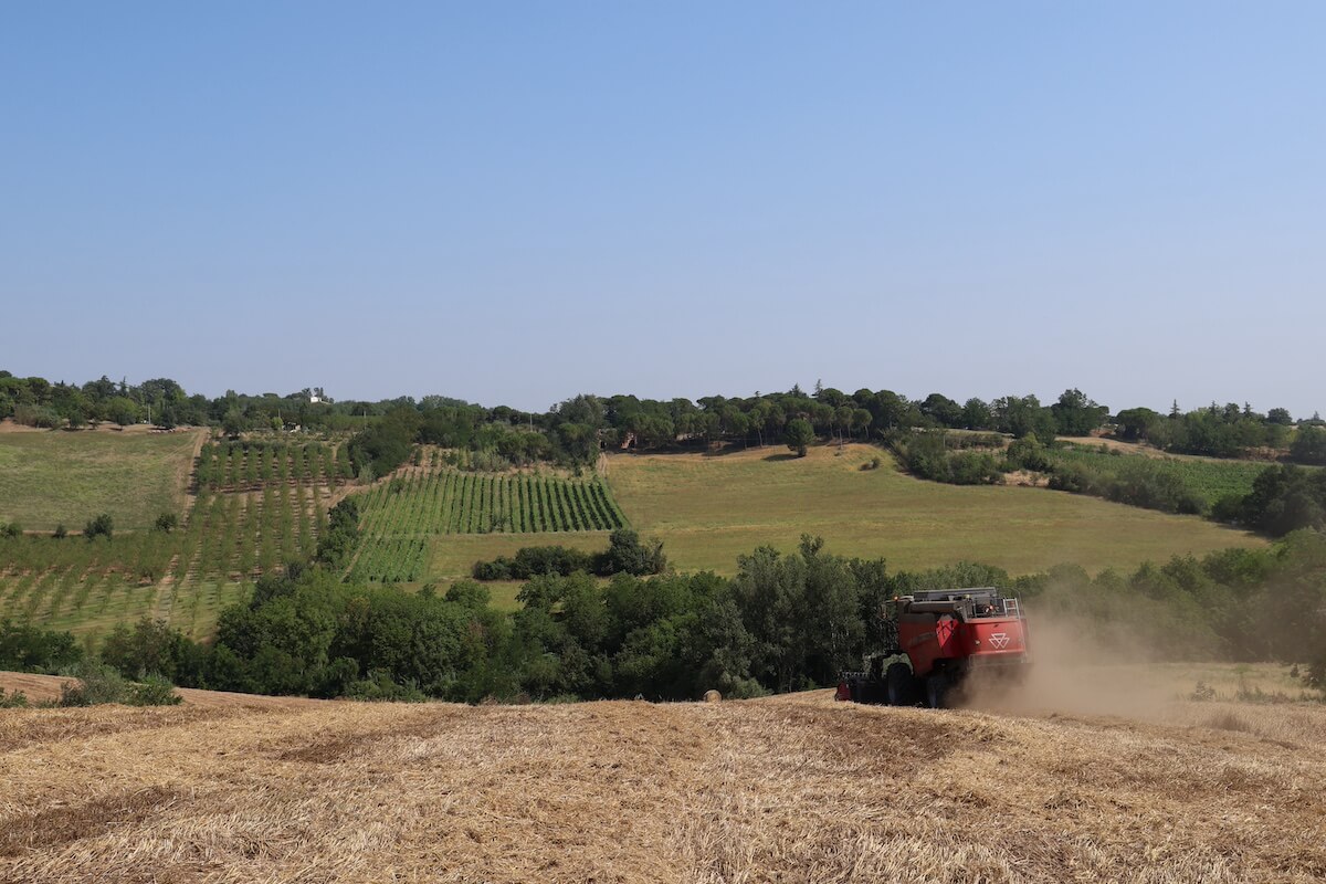 Le colline appenniniche richiedono speciali macchine da raccolta autolivellanti per la cerealicoltura